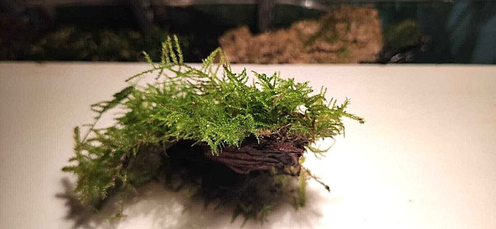 Java Moss attached to bog wood Carpeting Live Aquarium Plants for SRIMPS   UK