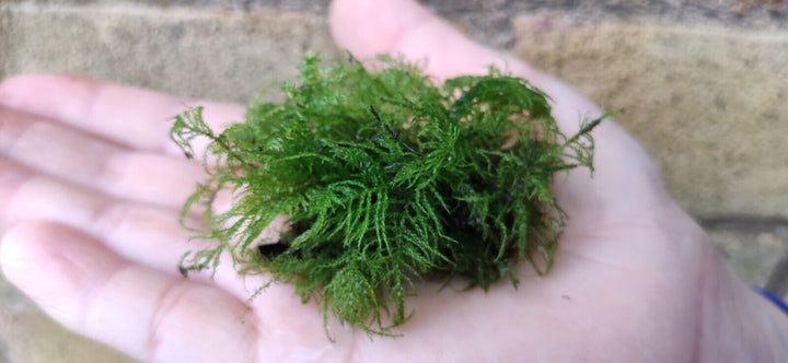 Java Moss High Grade Live Carpet Plants Aquarium Tropical Fish Tank