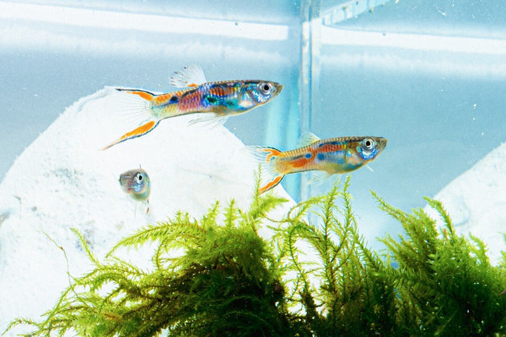 x12 Adult Guppy PEACEFUL COLOURFUL FRESH WATER FISH Plus +3  Guppy fry for free