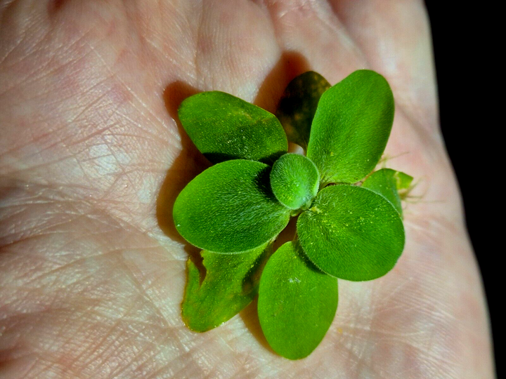 Water Lettuce Riccia Java Moss Oxygenating Pond Water Plants Floating Pond Plant