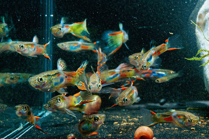 x12 Adult Guppy PEACEFUL COLOURFUL FRESH WATER FISH Plus +3  Guppy fry for free