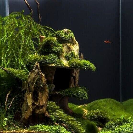 Java Moss attached to bog wood Carpeting Live Aquarium Plants for SRIMPS   UK