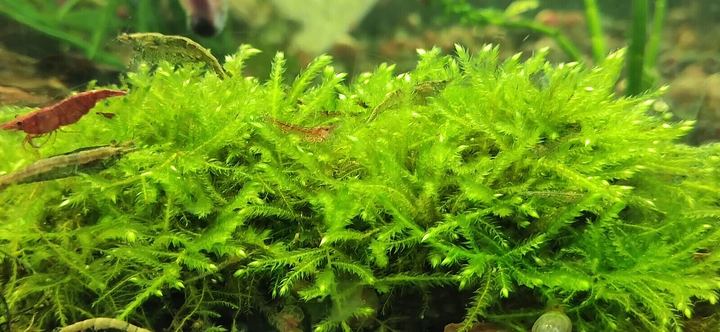 Java Moss attached to bog wood Carpeting Live Aquarium Plants for SRIMPS   UK