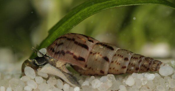 25/50/100 Malaysian Trumpet Snails - UK BRED - Freshwater Aquarium Fish & Snails