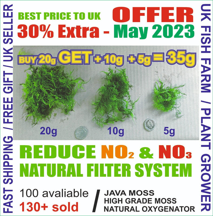 Java Moss High Grade Live Carpet Plants Aquarium Tropical Fish Tank