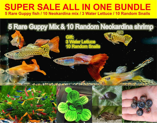 LOT of GUPPY FRESH WATER FISH, Shrimp, Snails, Fish food, All in one