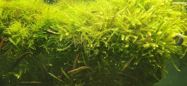 Java Moss attached to bog wood Carpeting Live Aquarium Plants for SRIMPS   UK