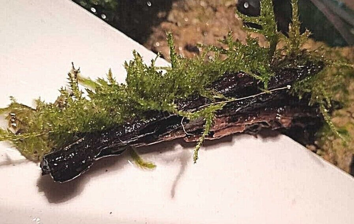 Java Moss attached to bog wood Carpeting Live Aquarium Plants for SRIMPS   UK