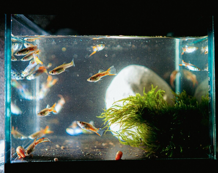 15x Guppy FRY PEACEFUL COLOURFUL FRESH WATER FISH