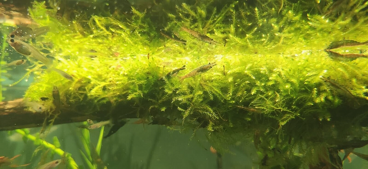 Java Moss attached to bog wood Carpeting Live Aquarium Plants for SRIMPS   UK