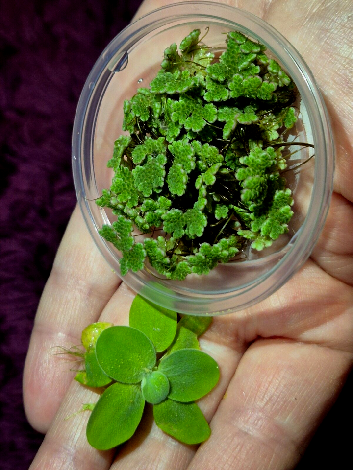 Water Lettuce Riccia Java Moss Oxygenating Pond Water Plants Floating Pond Plant