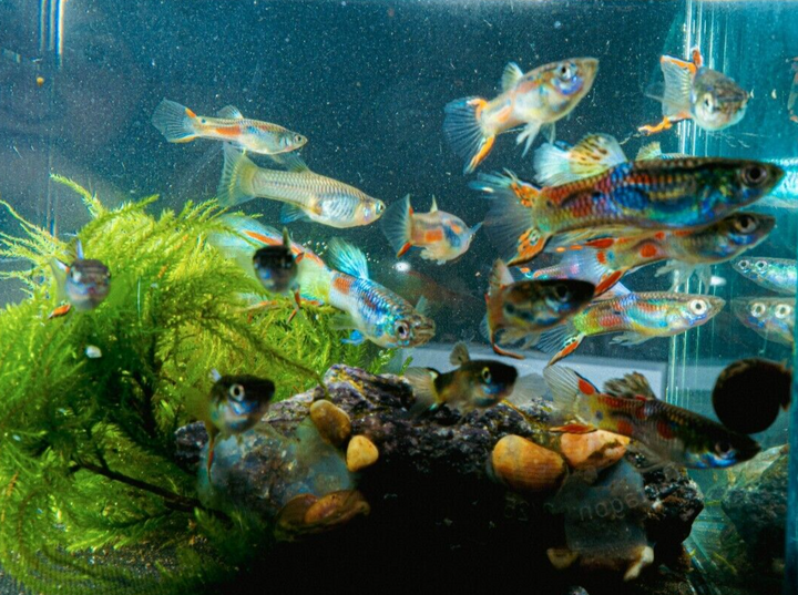 15x Guppy FRY PEACEFUL COLOURFUL FRESH WATER FISH