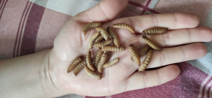 BUY 1 GET 1 FREE Live Calci Worms Reptile Amphibian Birds Food  ( UK)