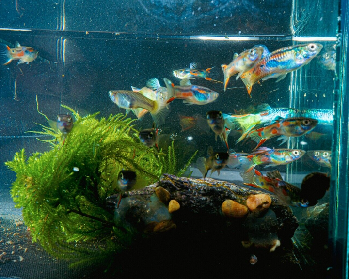 15x Guppy FRY PEACEFUL COLOURFUL FRESH WATER FISH