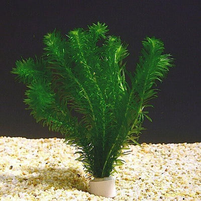 Elodea Densa Oxygenating Pond Water Aquarium Live Plants Egeria