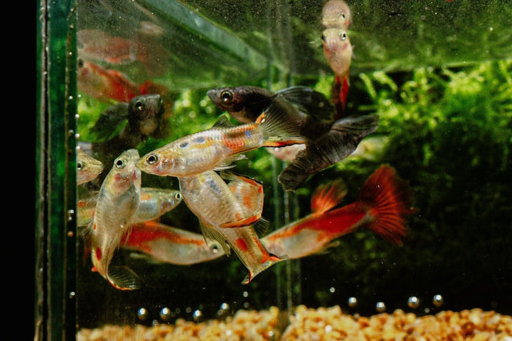 15x Guppy FRY PEACEFUL COLOURFUL FRESH WATER FISH