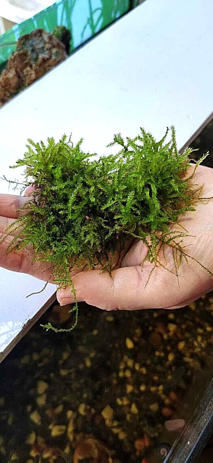 Java Moss Carpeting Live Aquarium Plants  Tropical Fish Tank for Shrimp UK