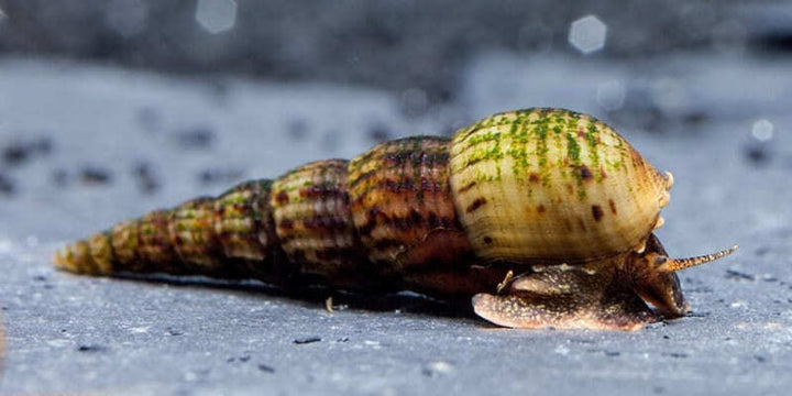 25/50/100 Malaysian Trumpet Snails - UK BRED - Freshwater Aquarium Fish & Snails