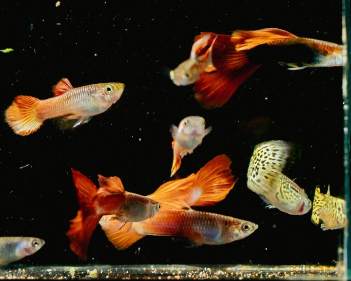 x15 Guppy random FRY  PEACEFUL COLOURFUL FRESH WATER FISH