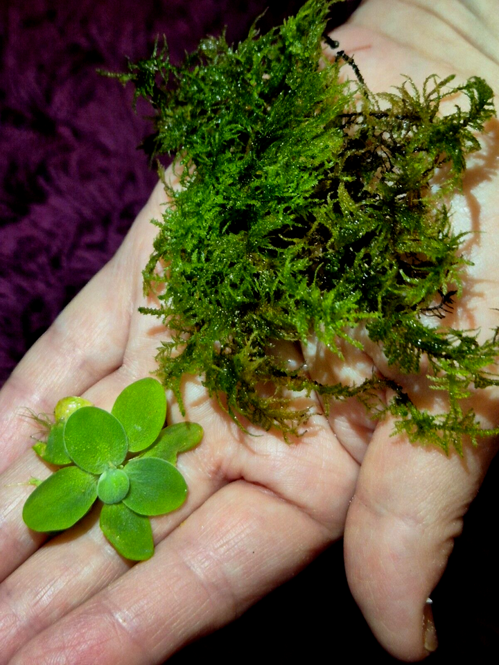 Water Lettuce Riccia Java Moss Oxygenating Pond Water Plants Floating Pond Plant