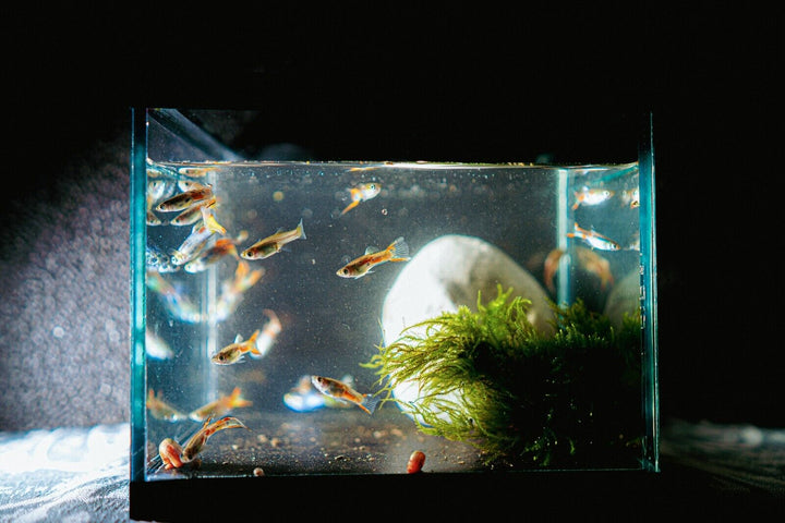 x12 Adult Guppy PEACEFUL COLOURFUL FRESH WATER FISH Plus +3  Guppy fry for free