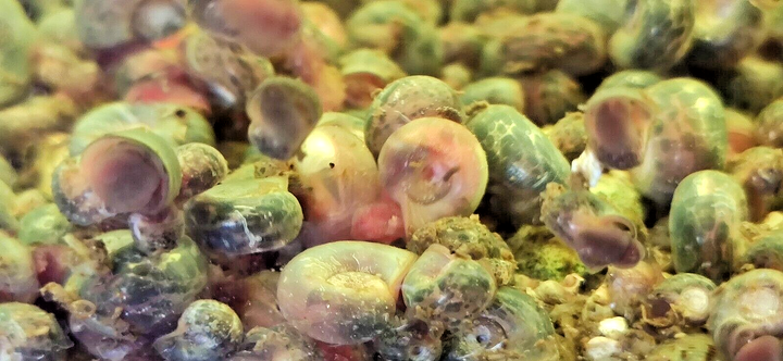 Ramshorn Snails / Mix: Pink & Blue Rock ,Grey & Red Marble & Snail's food 