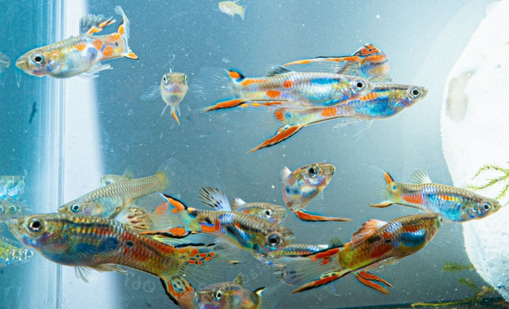 15x Guppy FRY PEACEFUL COLOURFUL FRESH WATER FISH