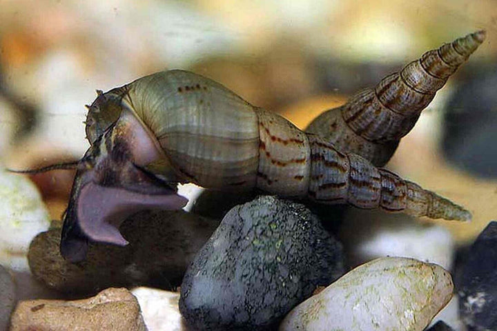 25/50/100 Malaysian Trumpet Snails - UK BRED - Freshwater Aquarium Fish & Snails