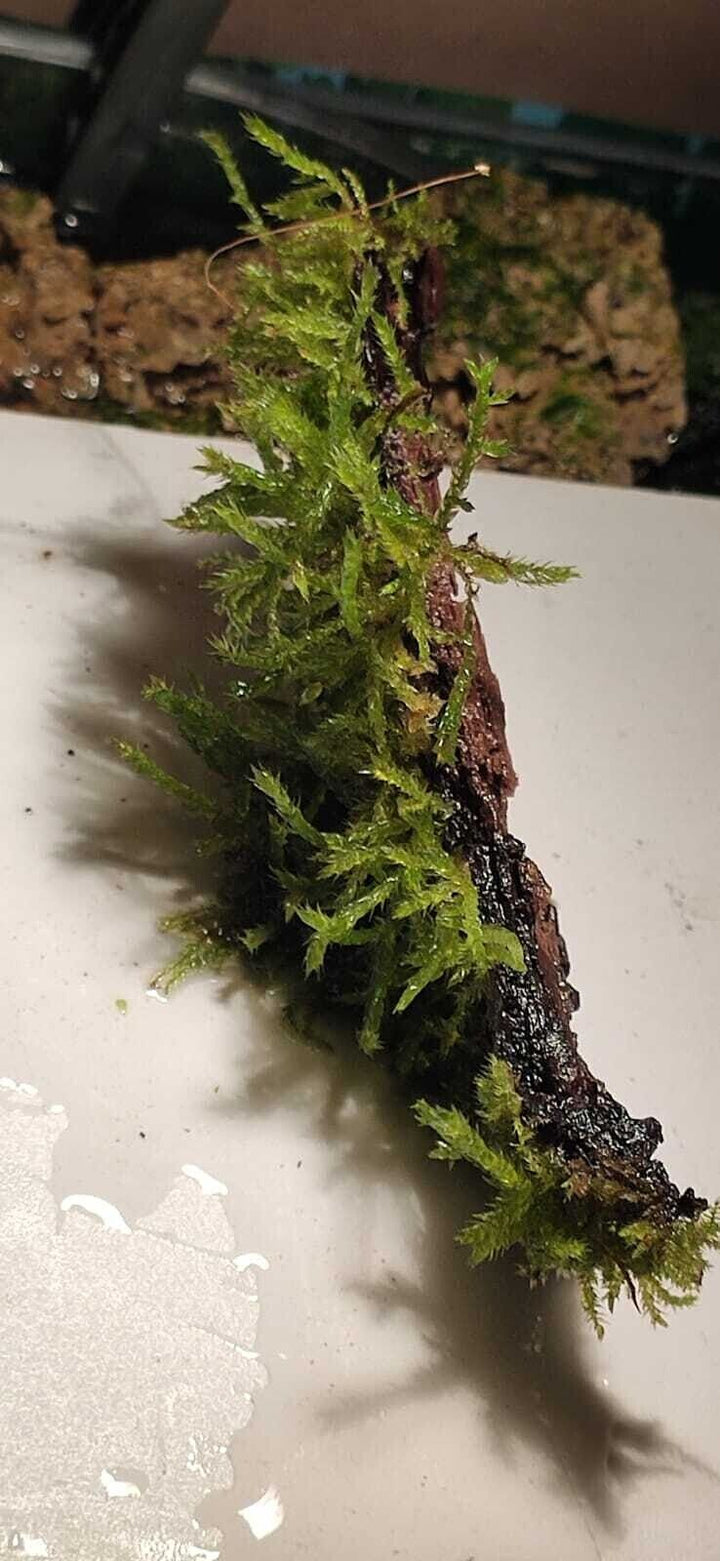 Java Moss attached to bog wood Carpeting Live Aquarium Plants for SRIMPS   UK