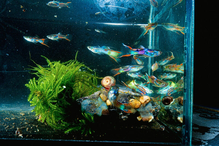 x12 Adult Guppy PEACEFUL COLOURFUL FRESH WATER FISH Plus +3  Guppy fry for free