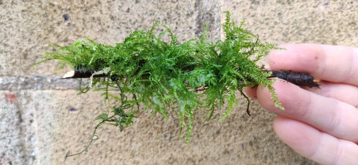 Java Moss High Grade Live Carpet Plants Aquarium Tropical Fish Tank