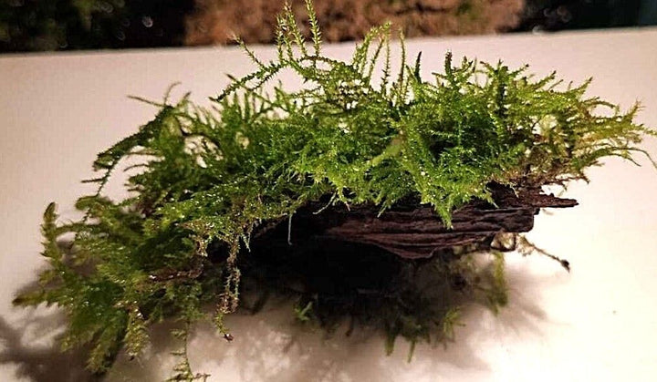 Java Moss attached to bog wood Carpeting Live Aquarium Plants for SRIMPS   UK