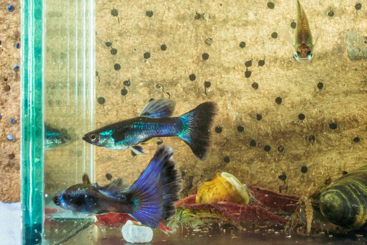 15x Guppy FRY PEACEFUL COLOURFUL FRESH WATER FISH