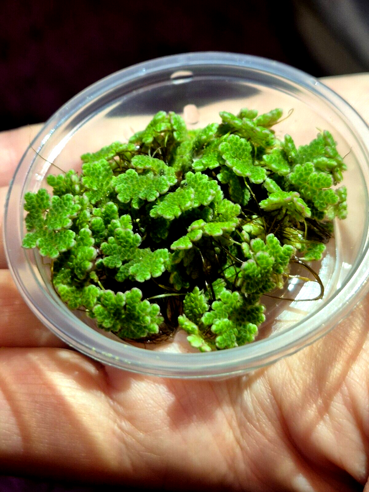 Water Lettuce Riccia Java Moss Oxygenating Pond Water Plants Floating Pond Plant