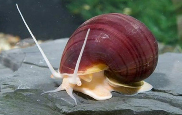 Mystery Snails Pink, Yellow, Brown, Red Marble Random Size - Image 1