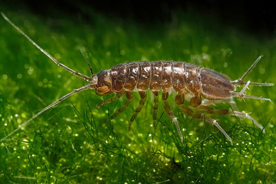Freshwater Aquatic Isopod Starter Colony