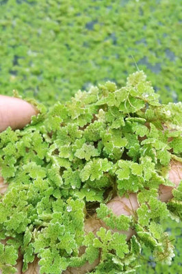 Azolla Floating Fern Tropical Water Aquarium  | Natural Fish Feed & Shade - Image 4
