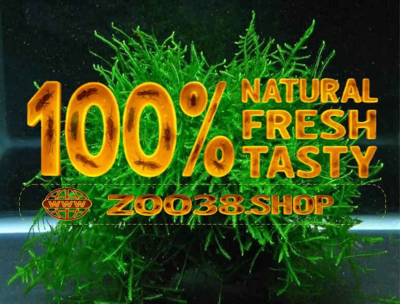 Java Moss High Grade Live Carpet Plants Aquarium Tropical Fish Tank