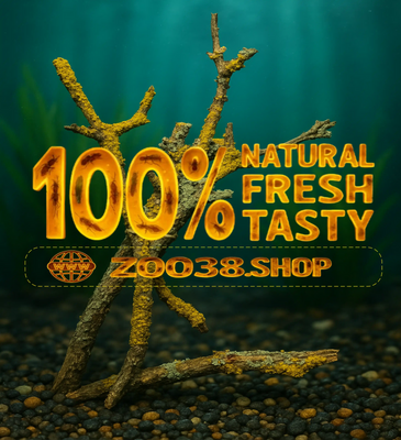 Tasty Decor — Xanthoria parietina — The Golden Reactor of Life - Image 1