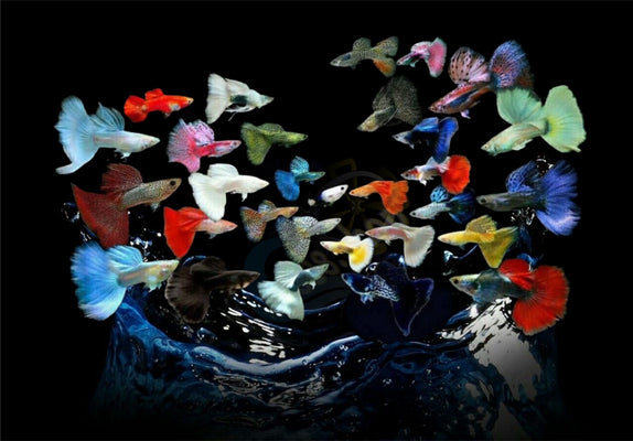 x10 Guppy random FRY  PEACEFUL COLOURFUL FRESH WATER FISH - Image 3