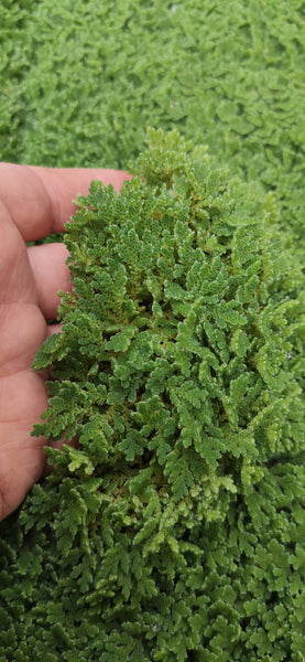 Azolla Floating Fern Tropical Water Aquarium  | Natural Fish Feed & Shade