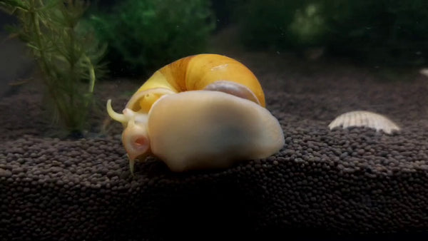 Mystery Snails Pink, Yellow, Brown, Red Marble Random Size - Image 3