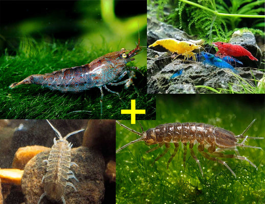 Neocaridina Shrimp & Aquatic Isopod Starter Pack - Image 1