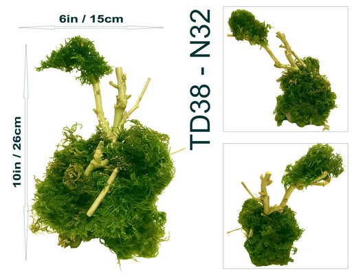 Natural Moss & Willow Decor – Loved by Fish, Shrimp & Reptiles - Image 3