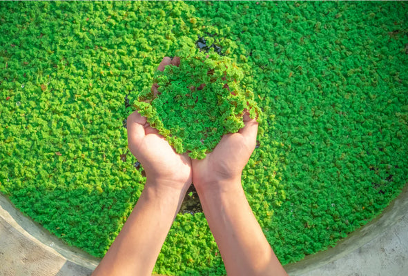 Azolla Floating Fern Tropical Water Aquarium  | Natural Fish Feed & Shade - Image 2