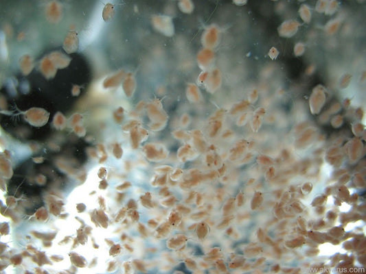 Daphnia, Gammarus, Asellus - Life Food Big Pack - Image 8