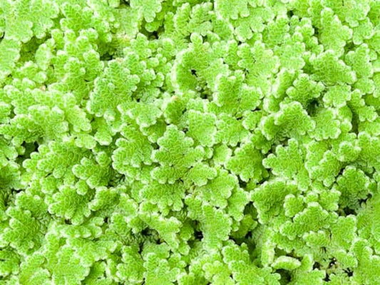 Azolla Floating Fern Tropical Water Aquarium  | Natural Fish Feed & Shade - Image 3