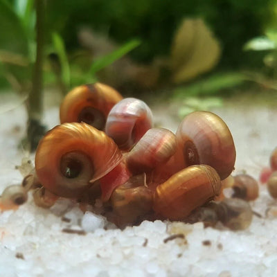 Ramshorn Snails Random Mix: Pink & BlueRock,Grey & Red Marble & Snail's food - Image 1
